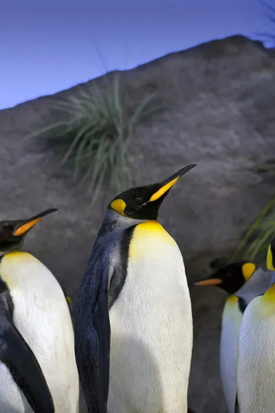 King Penguins — Stock Photo, Image