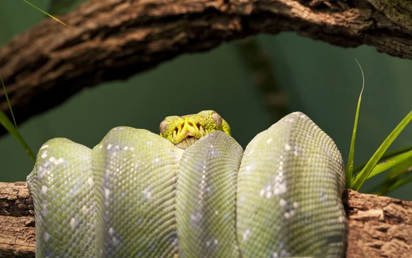 Groene boom python — Stockfoto