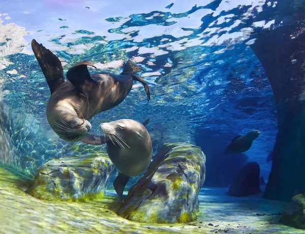 Kissing Sea Lions — Stock Photo, Image