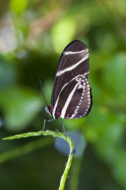 Zebra longwing kelebek