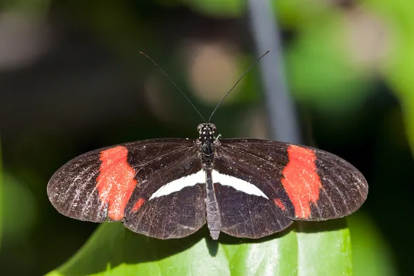 Farfalla rossa postino — Foto Stock