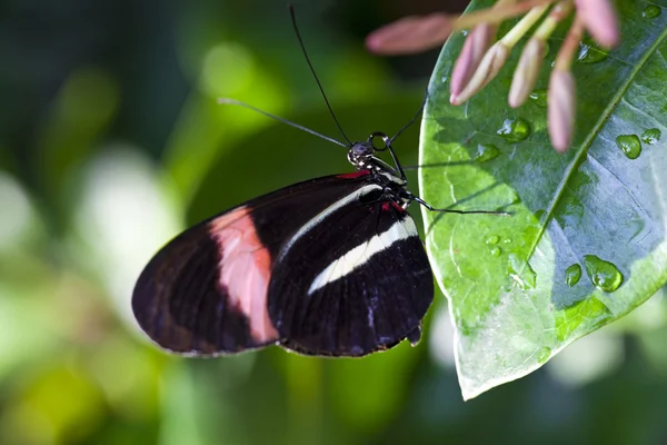 Cartero rojo mariposa —  Fotos de Stock