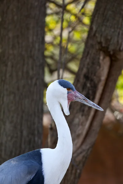 Wattled Crane — Stock Photo, Image