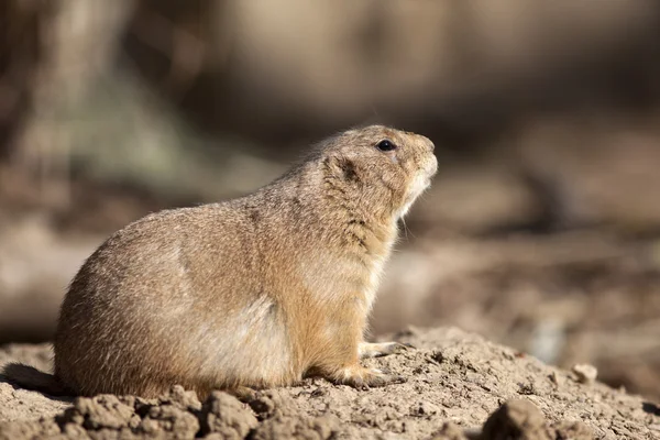 Prairiehond — Stockfoto