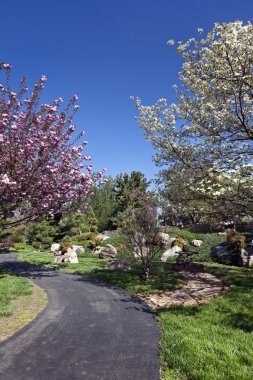Bahar çiçekli ağaçlar bir Park yolu