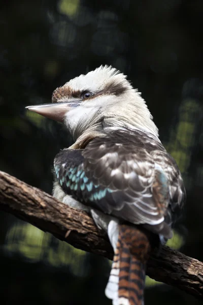 Ausztrál nevető Kookaburra madár ül a fa ága — Stock Fotó