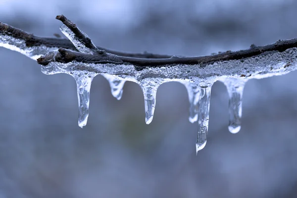 Freezing Rain Ice Detail on a Tree Branch — Stock Photo, Image