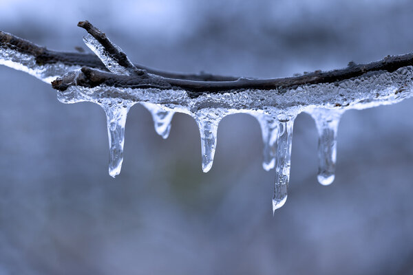 Freezing Rain Ice Detail on a Tree Branch