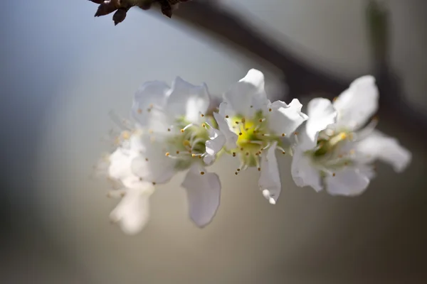 Blühendes Makro eines Bradford-Birnbaums im zeitigen Frühling — Stockfoto