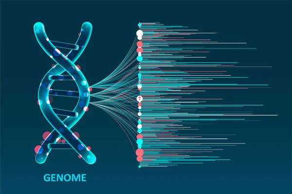 Visualización Grandes Datos Genómicos Prueba Adn Mapa Del Genoma Concepto — Archivo Imágenes Vectoriales