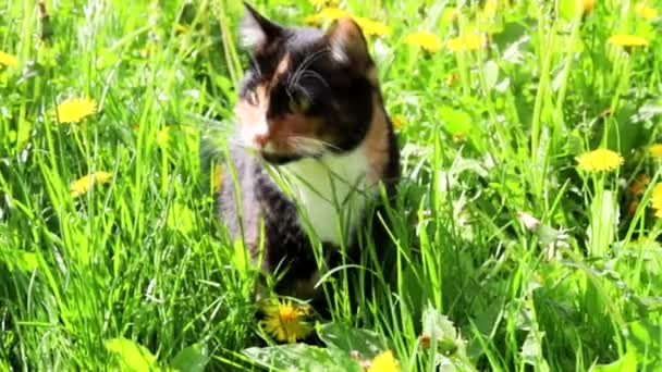 Un gato come hierba en la calle. Vitaminas para animales. Gato y hierba. — Vídeos de Stock