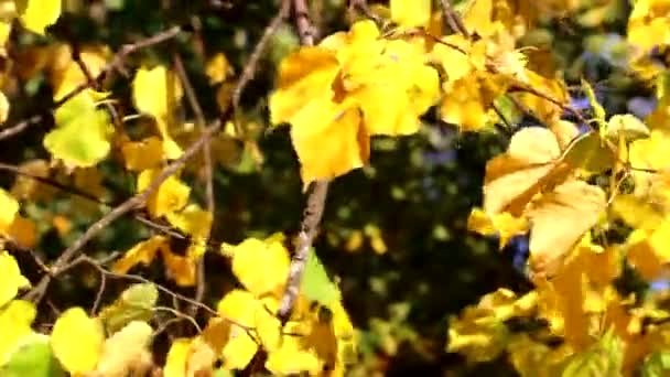 Podzimní listí ve větru. Podzimní kresby. Listy se rozvíjejí ve větru. — Stock video