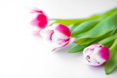 Beyaz arka planda bir buket lale. Yazı için yeri olan pankart. Renkli çiçekler. Laleler. Beyaz arka plan. Boşluğu kopyala