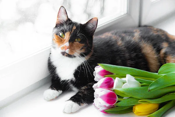 Een Kat Met Een Boeket Tulpen Een Huisdier Het Raam Stockafbeelding