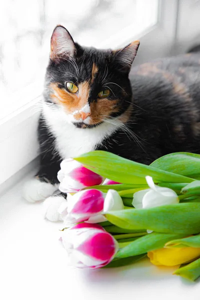 Een Kat Met Een Boeket Tulpen Een Huisdier Het Raam Stockfoto
