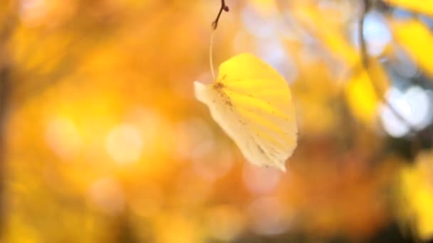 Осіннє листя на вітрі. Осінні ескізи. Листя розвивається на вітрі . — стокове відео
