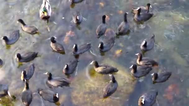 Черные утки едят на озере. Дикие птицы. Утки на озере. — стоковое видео