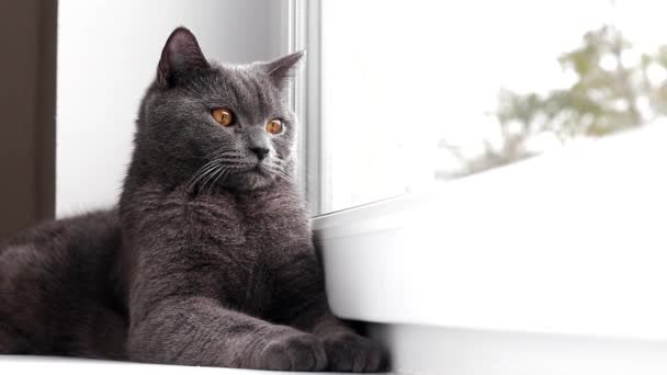 De kat ligt op de vensterbank. Grijze kat. Kat bij het raam. De Britten. Artikel over vrijetijdsbesteding voor huisdieren. — Stockvideo