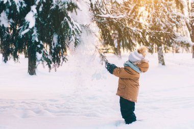 A boy shakes a snow-covered branch of a lifestyle spruce. Winter painting. Winter walks. Happy childhood .