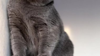 Portrait of a cat that hunts. A pet. Games with a pet. Active pets.