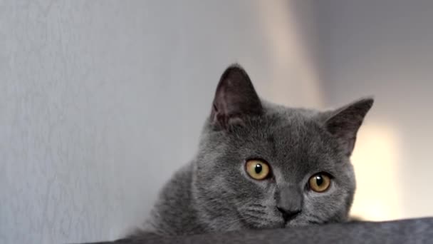 Portrait Cat Hunts Pet Games Pet Active Pets British Grey — Stockvideo