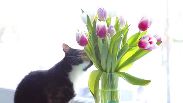 Μια γάτα μυρίζει ένα μπουκέτο λουλούδια. Τουλίπες σε βάζο. 8 Μαρτίου. Ένα κατοικίδιο — Αρχείο Βίντεο