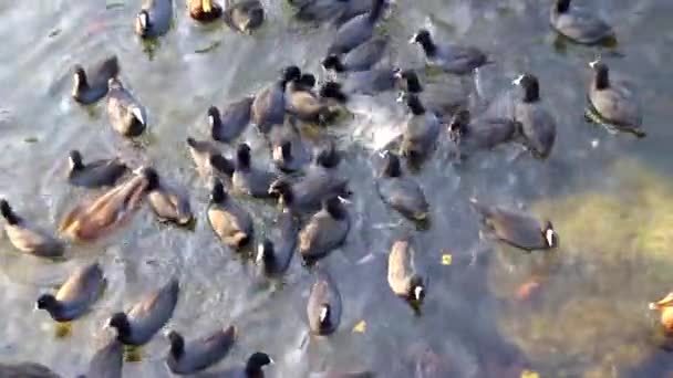 Les Canards Noirs Mangent Sur Lac Oiseaux Sauvages Des Canards — Video