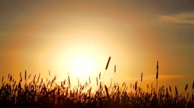 Tarlada gün batımı