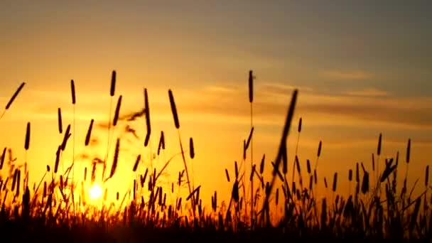 Pôr Sol Campo — Vídeo de Stock