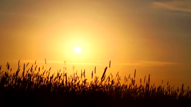 Sonnenuntergang Auf Dem Feld — Stockvideo