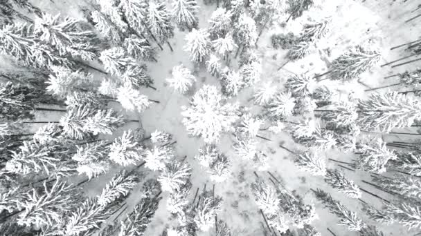 Зимний Пейзаж Заснеженными Деревьями Вид Воздуха — стоковое видео