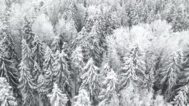 Paisagem Inverno Com Árvores Cobertas Neve Vista Aérea — Vídeo de Stock