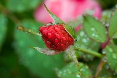 Kırmızı gül goncasında yağmur damlaları