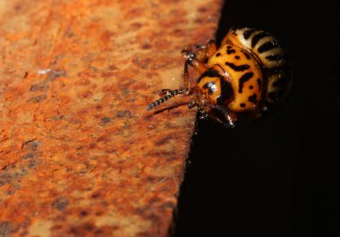 Colorado patates böceği paslı bir tabakta sürünüyor.