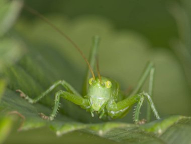 Çekirge yaprağın üzerinde oturuyor.