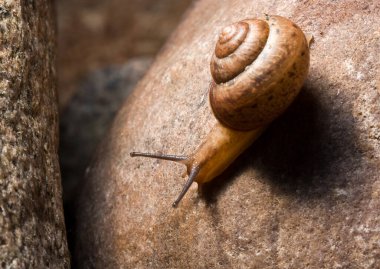 Küçük salyangoz taşın üzerinde sürünüyor.