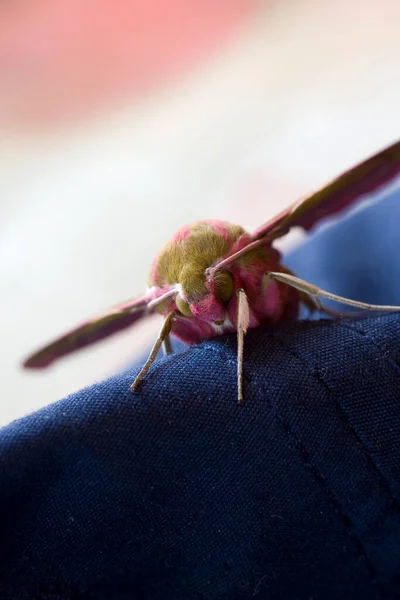 Roze Khaki Sphingidae Vlinder Zit Een Doek — Stockfoto
