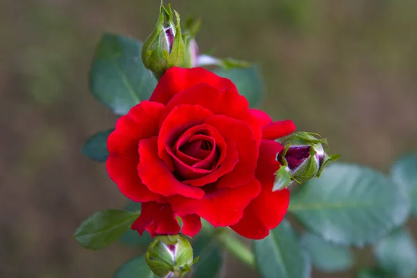 Zbliżenie Zdjęcie Szkarłatnej Róży — Zdjęcie stockowe
