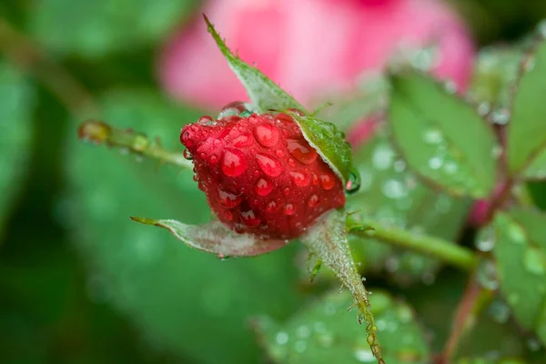 Krople Deszczu Szkarłatnym Pąku Róży — Zdjęcie stockowe