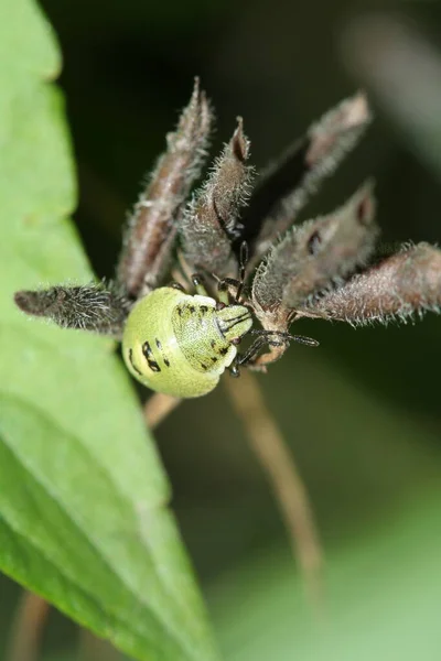 Green Bug Crawling Plant — Stock Photo, Image