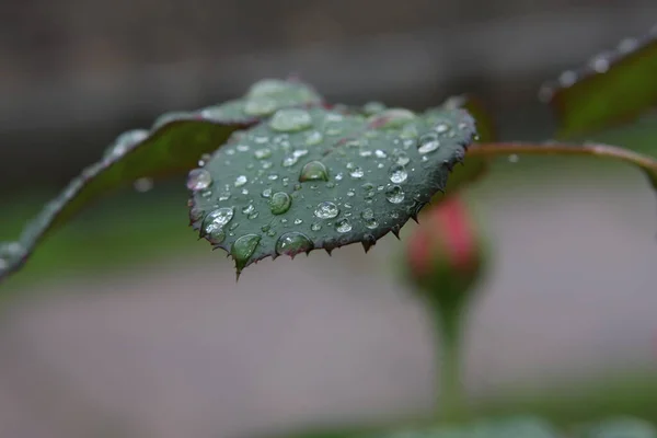 Krople Deszczu Liściu Róży — Zdjęcie stockowe