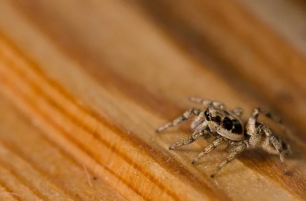 Kleine Spyder Bereid Voor Het Ontbijt — Stockfoto