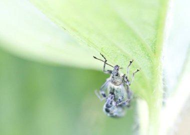 Bir çift buğday biti yeşil bir yaprağın üzerinde kendilerini hazırlıyorlar.