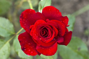 Kırmızı bir gülün yaprakları üzerine yağmur damlaları