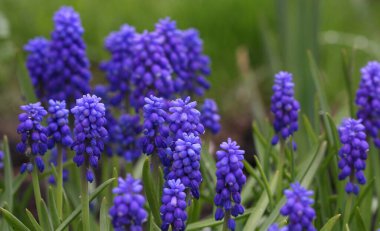 Fare grisi sümbül tarlasına yakın çekim