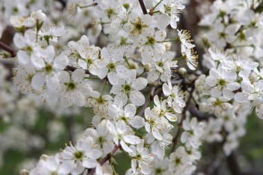 İlkbaharda güzel bir kiraz çiçeği