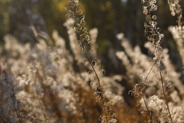 Sonbaharda tarlada solmuş kahverengi çiçekler