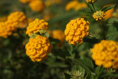 Bahçede dekoratif portakal çiçekleri çalısı