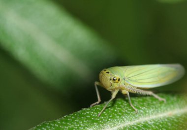Yeşil gözlü böcek bir yaprağın üzerinde sürünüyor.
