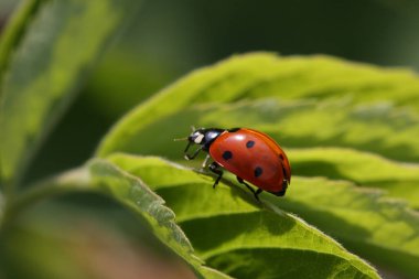 Kırmızı uğur kuşu yaprakta koşuyor.